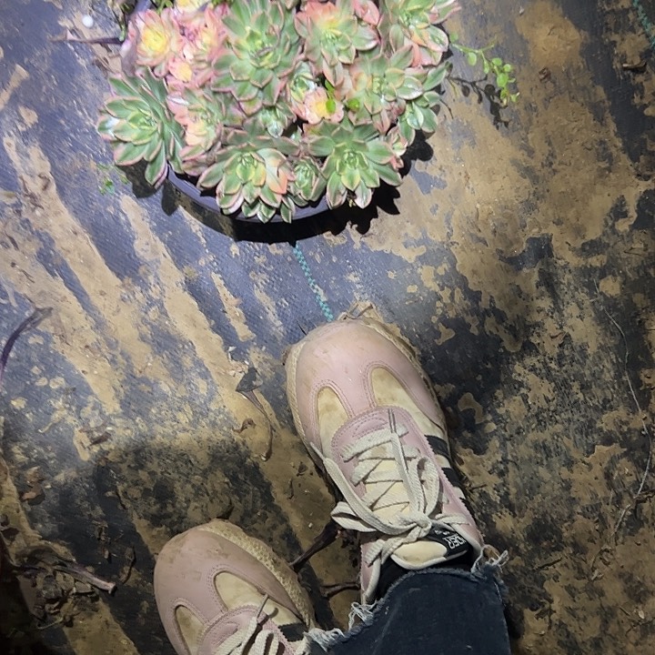 多肉法师植物链接63