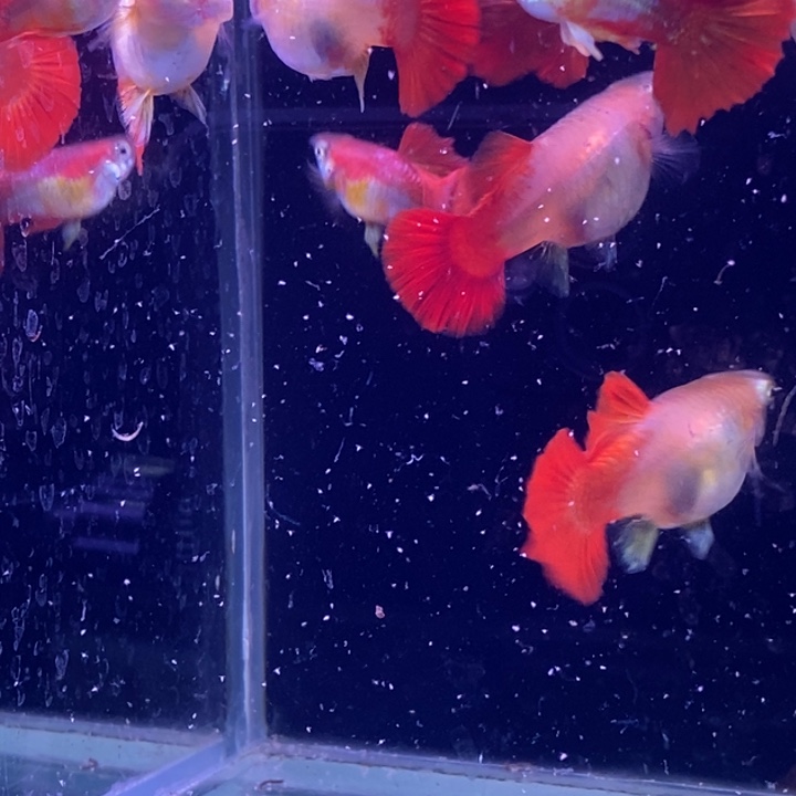 孔雀鱼黄爆球3对包邮