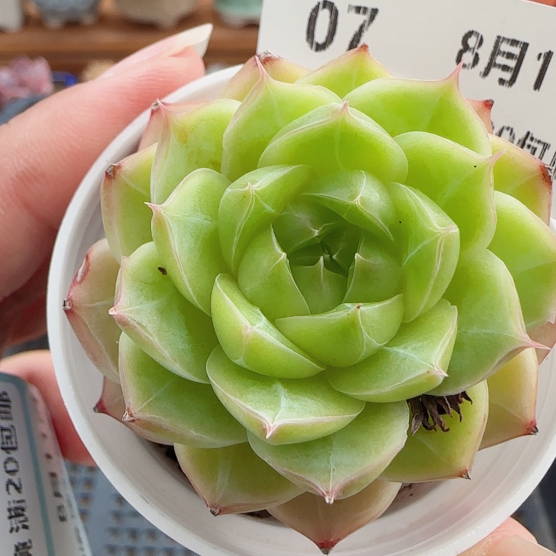 花语逸镜0811-07女王
