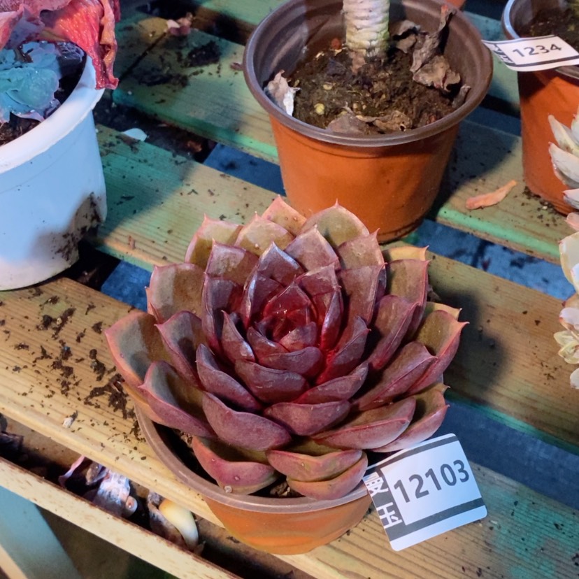 【闪购商品】红灯12103