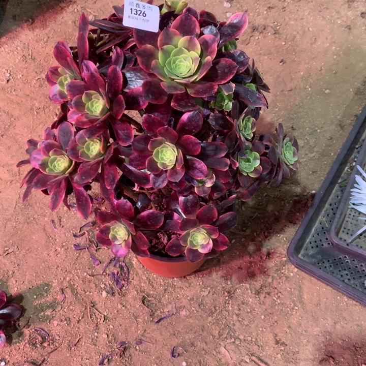 1326欧嘉莉多肉植物