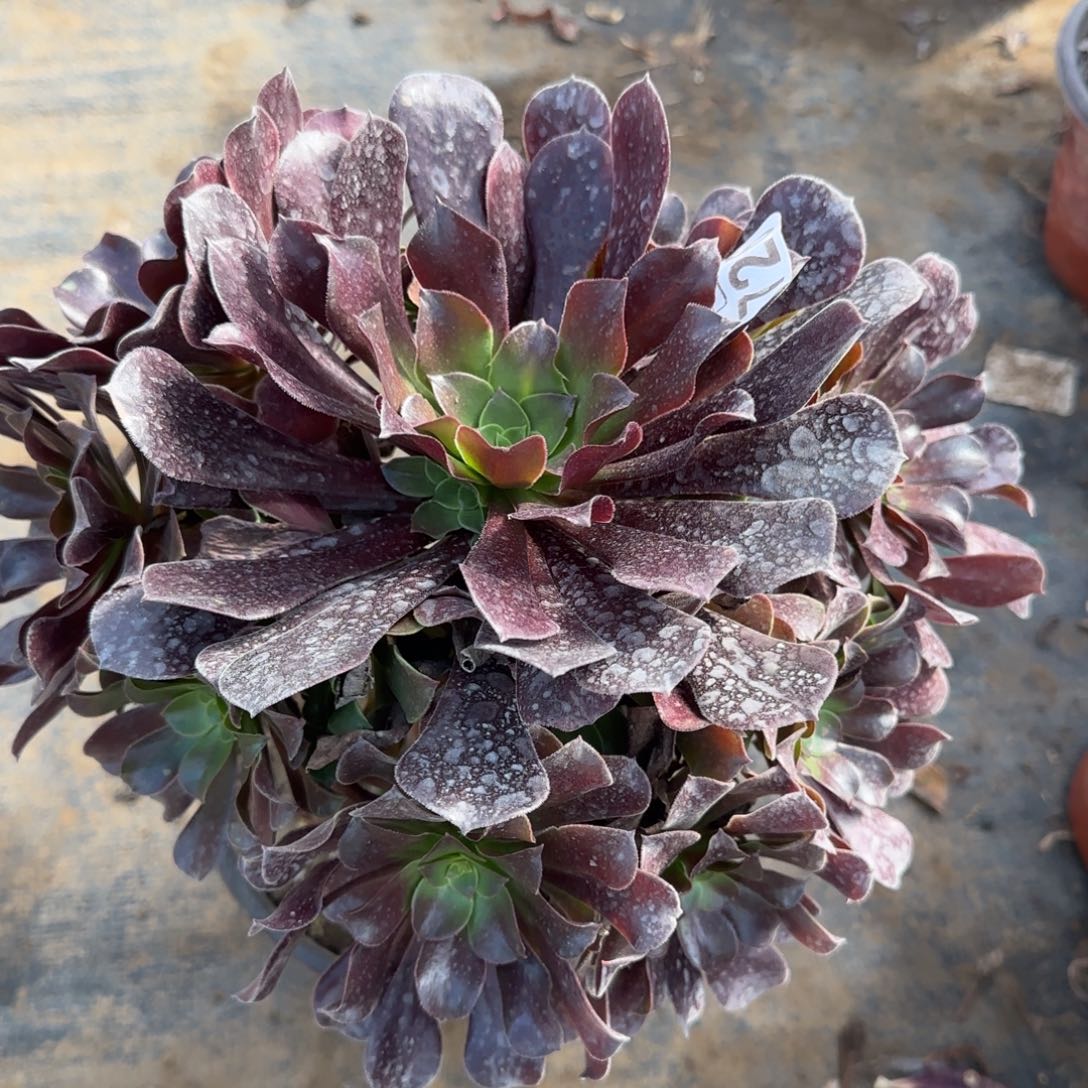 梅花博迪726满20包邮断枝不包