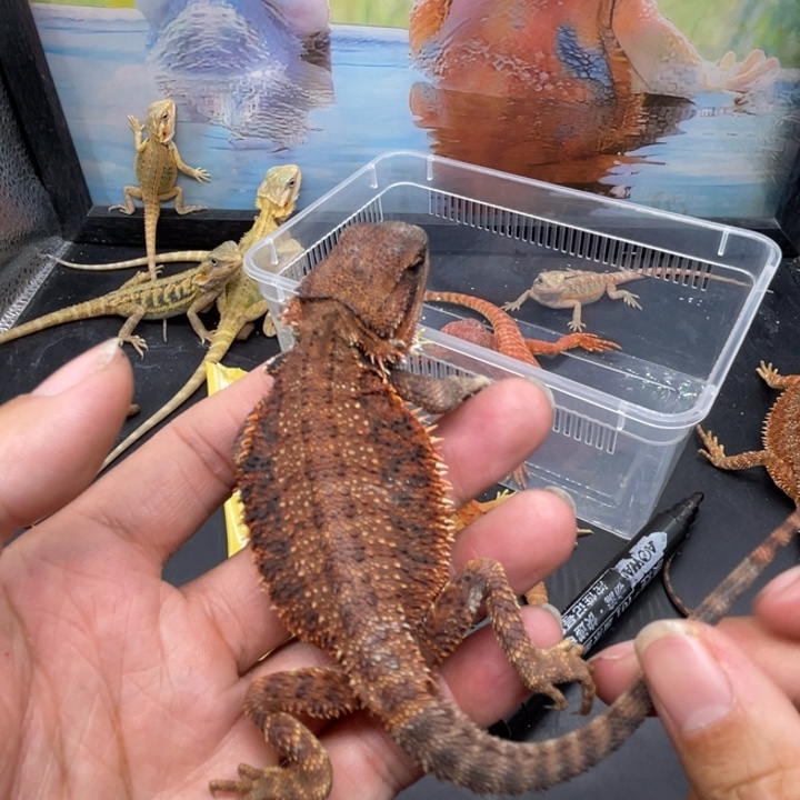 鬃狮蜥鬃狮自己挑