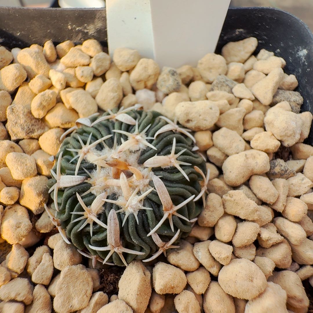 567实生短豪刺太刀岚