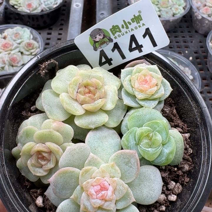 多肉植物多肉植物