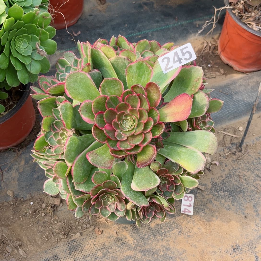 245粉花妖多肉植物