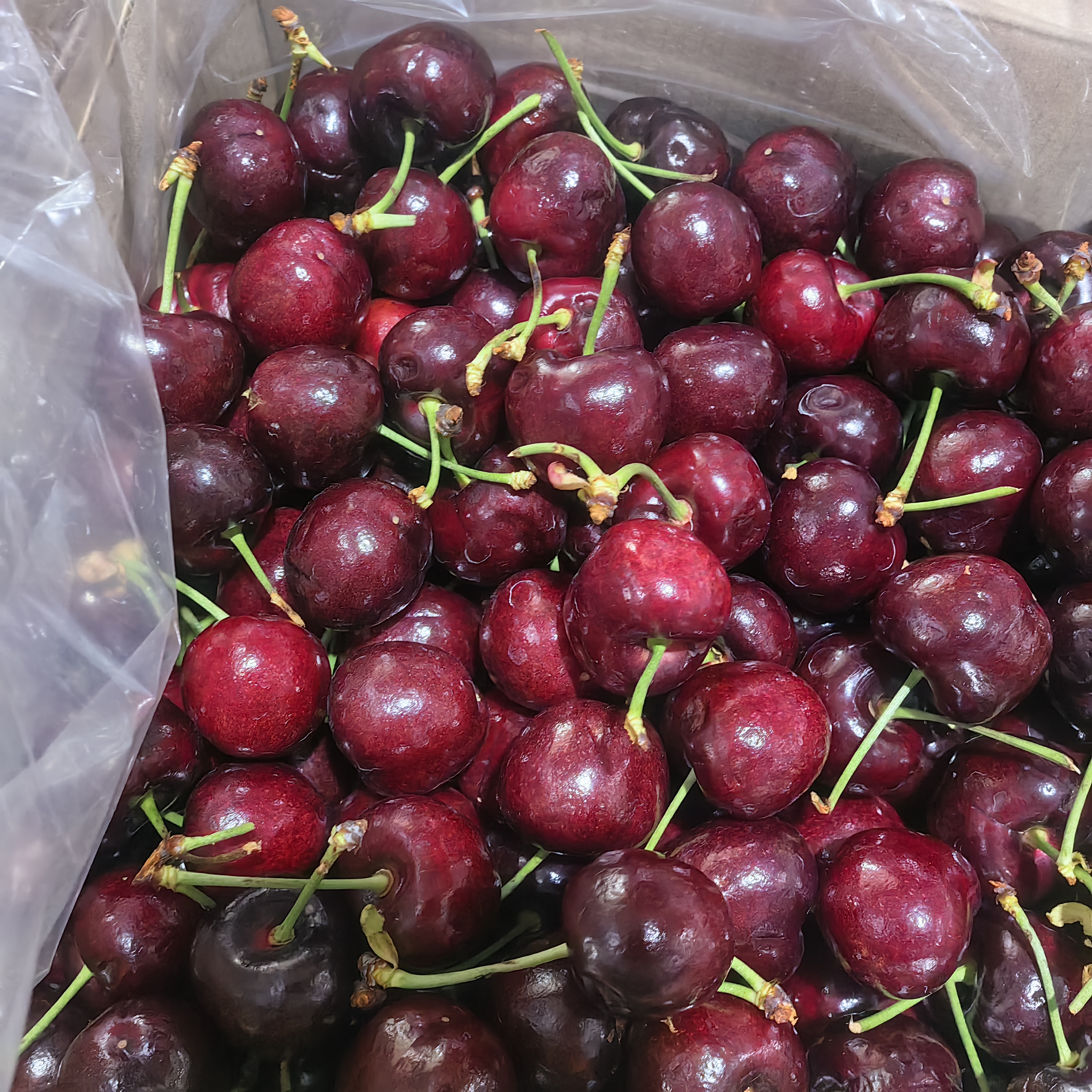 Y1今日特价进口2J桑提纳品种智利产地5斤净重空运发货内附果径卡桑提娜樱桃智利共和国
