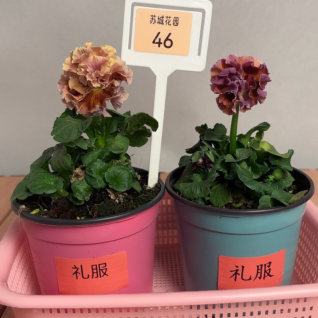 大部分开放少量花苞46
