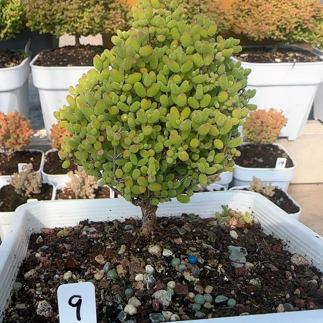 蜜橘糖球枝干番杏