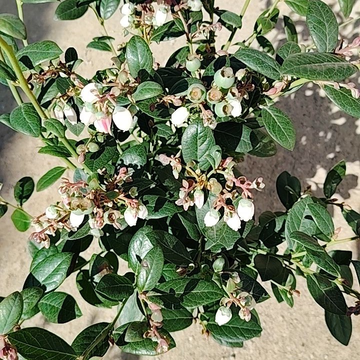 云南直发带花带果原盆原土阳台庭院南北方种植耐寒当年结果