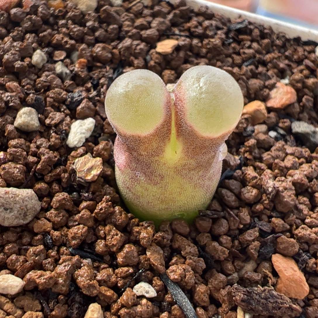 056多肉植物组合