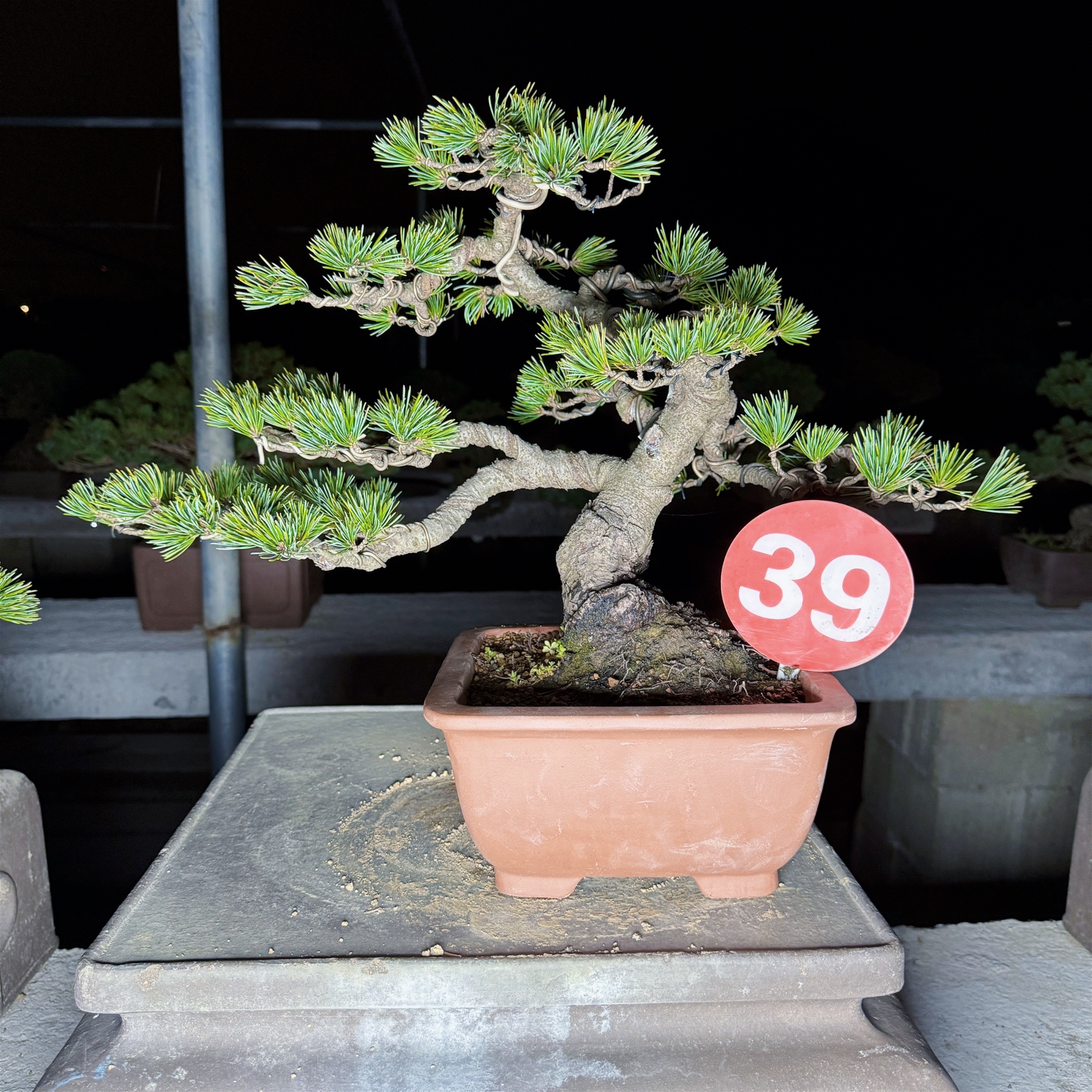 精品造型五针松短针短毛老桩老盆口木架包装顺丰包邮基地直发