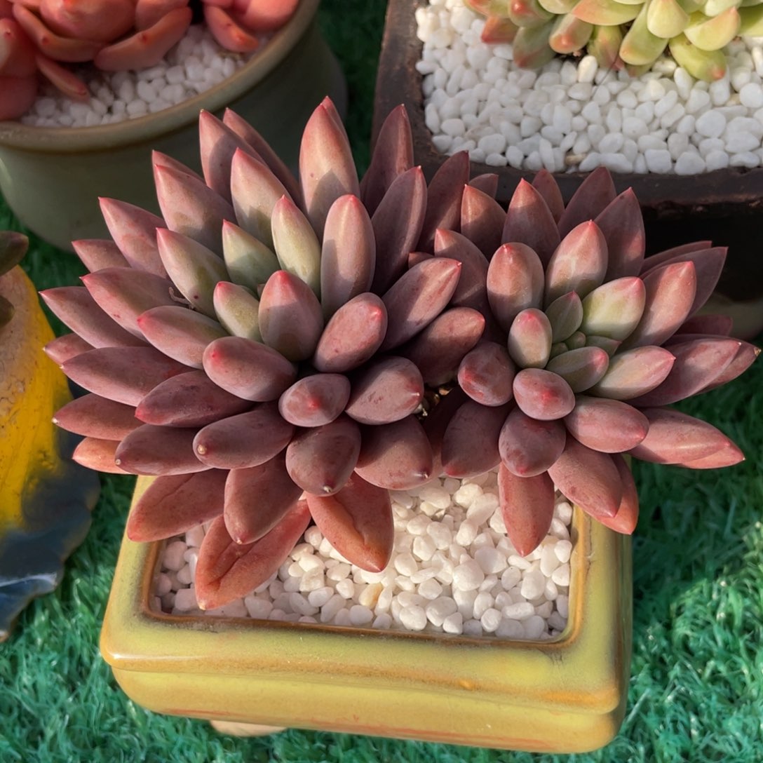 红蜻蜓多肉植物盆栽