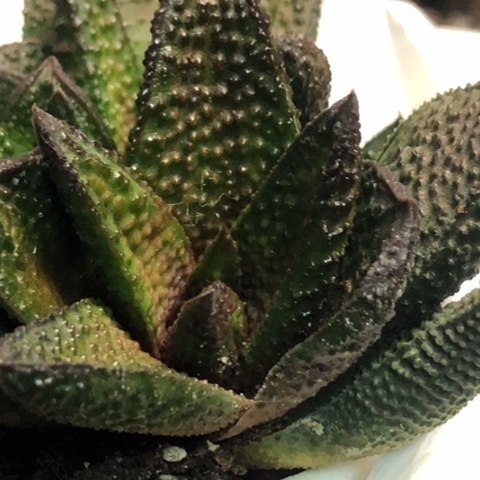 尤叶风车现砍无根