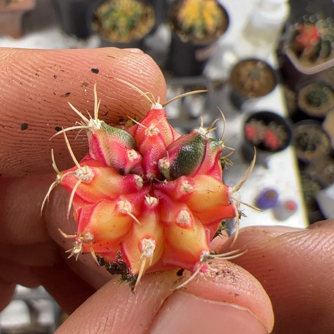 迷***林当前无花栽培后可以开花099