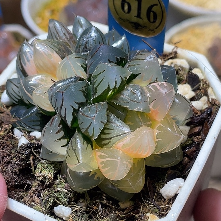 616双头水中月锦特选福利