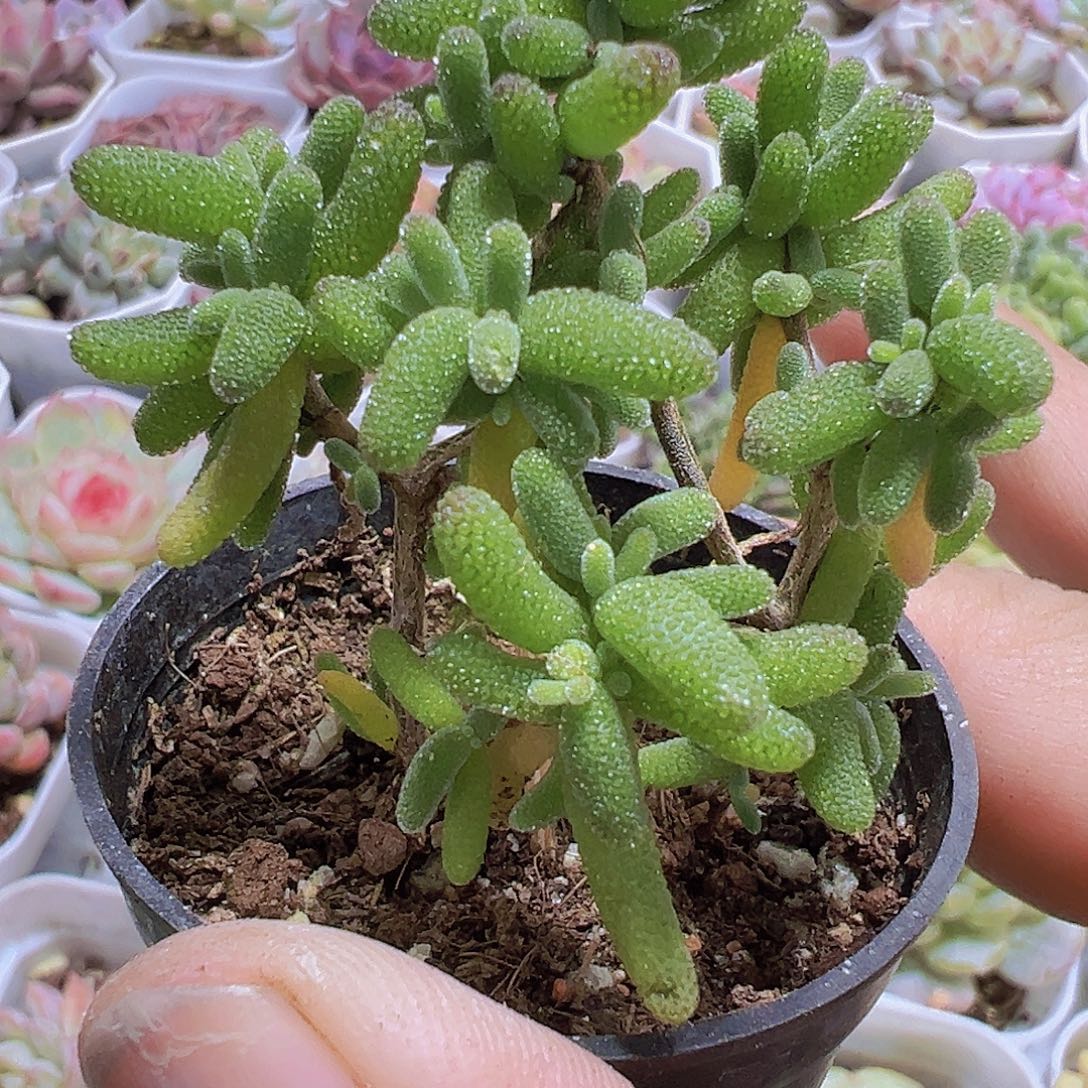 糖球枝干19包邮多肉植物
