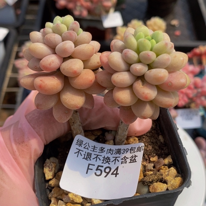 达芙妮有砍594多肉植物