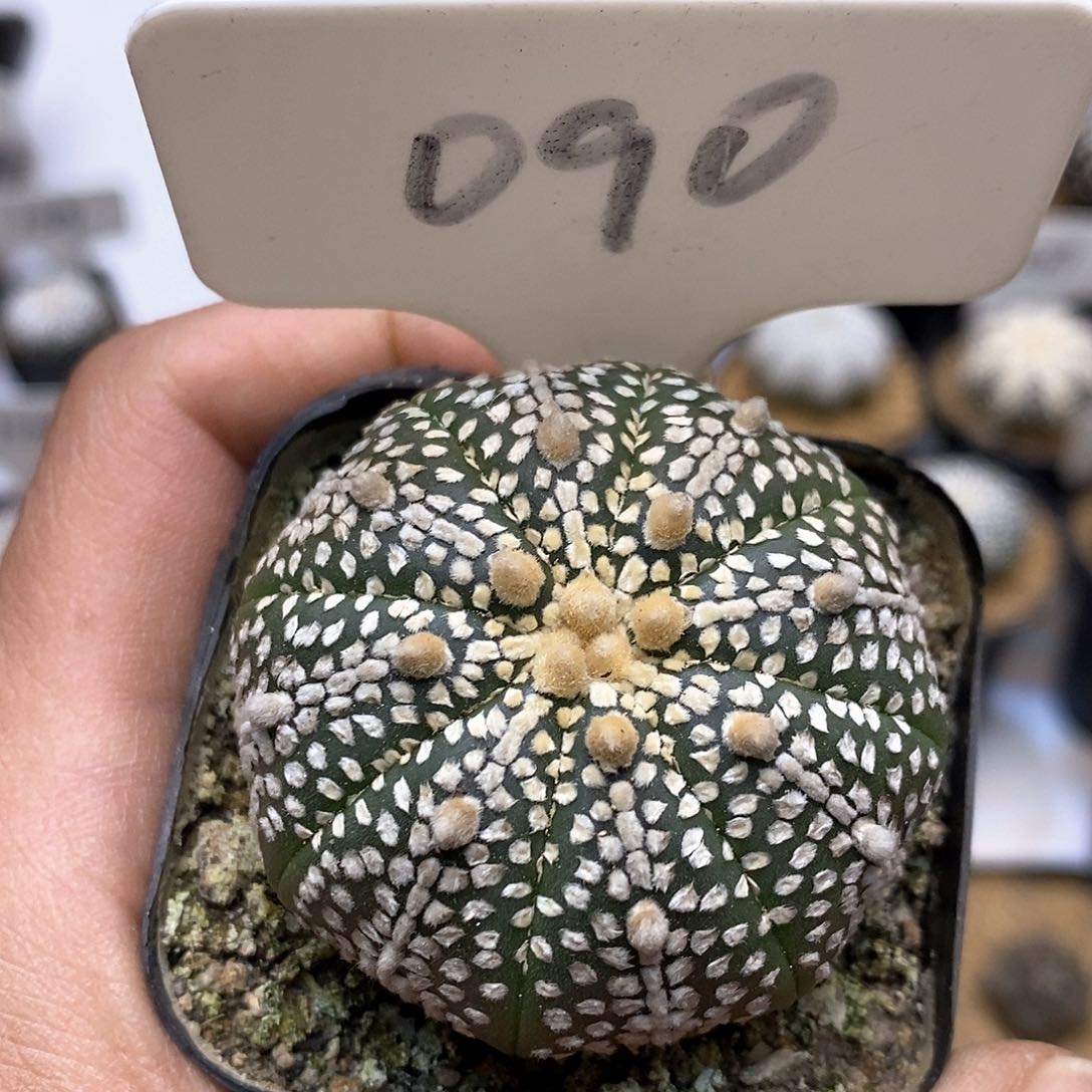 开播后特价来了来奇迹