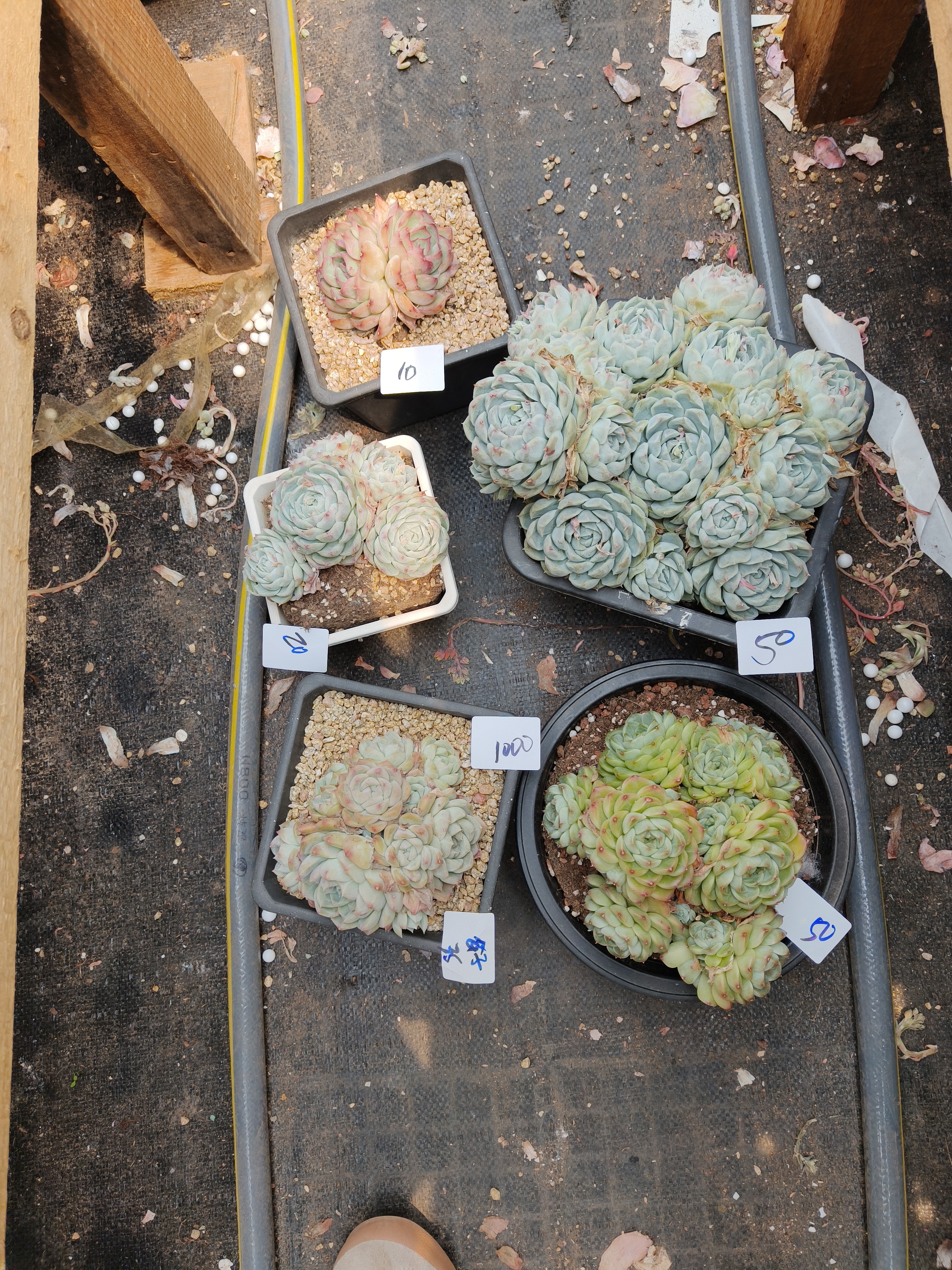 1000花掌柜精品杂交多肉5盆不售后