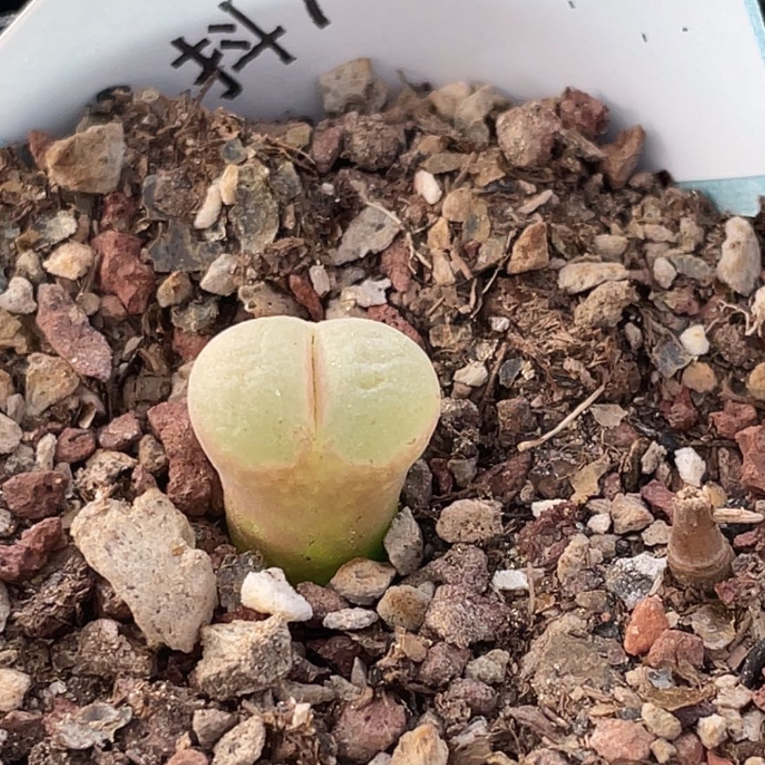 7-102风铃多肉植物