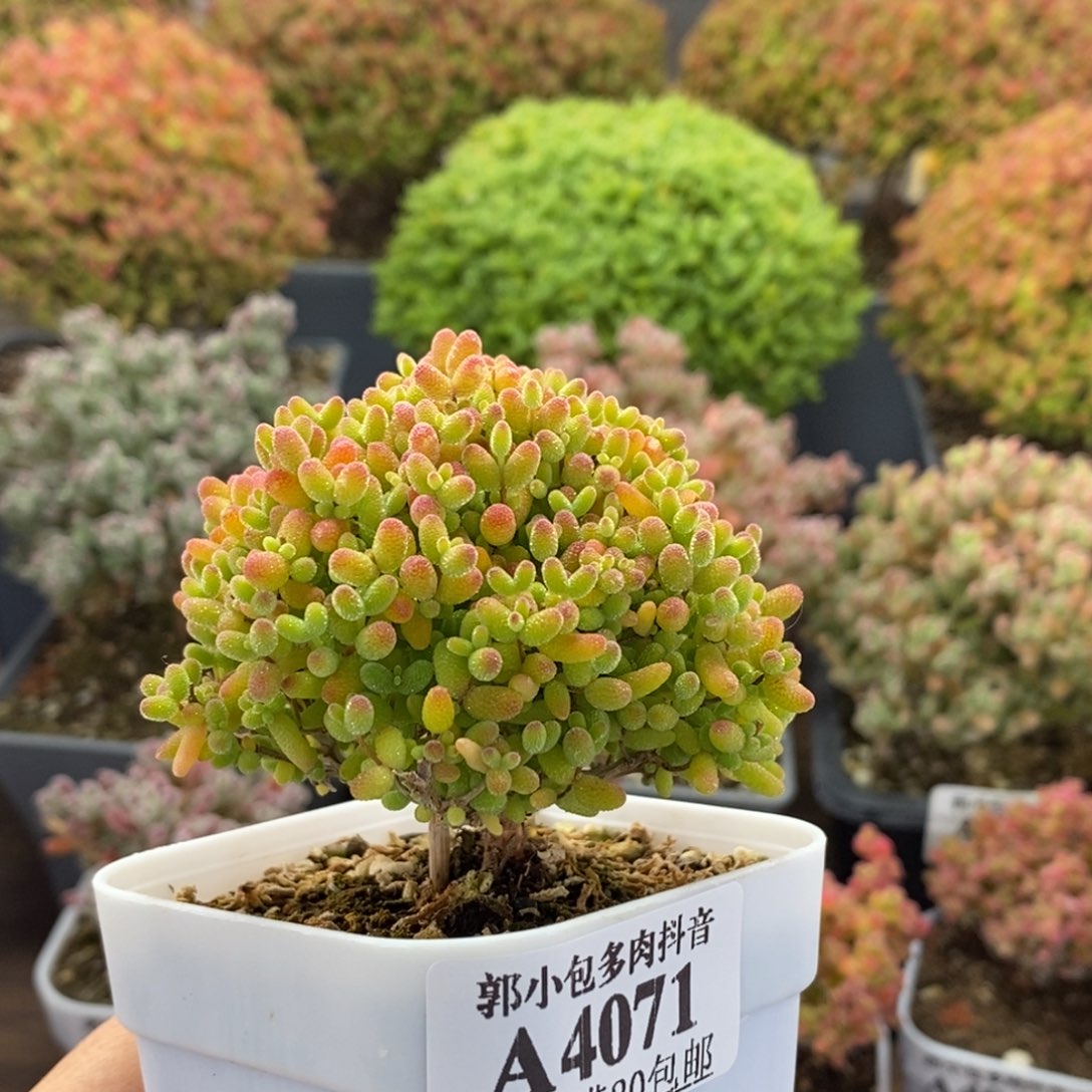 蜜橘糖球4071枝干番杏