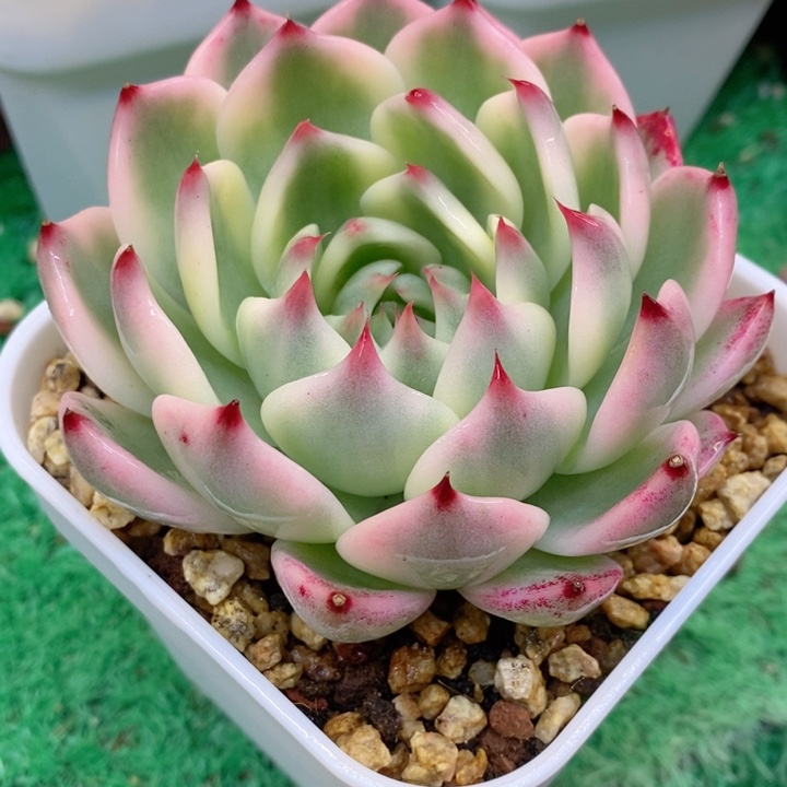 吉娃娃锦多肉锦景天