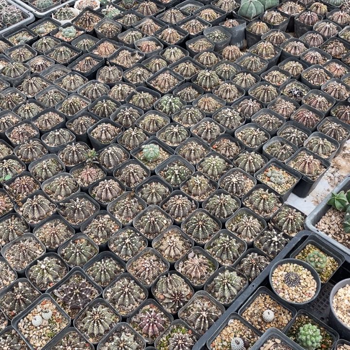 x***兽00540000000000000