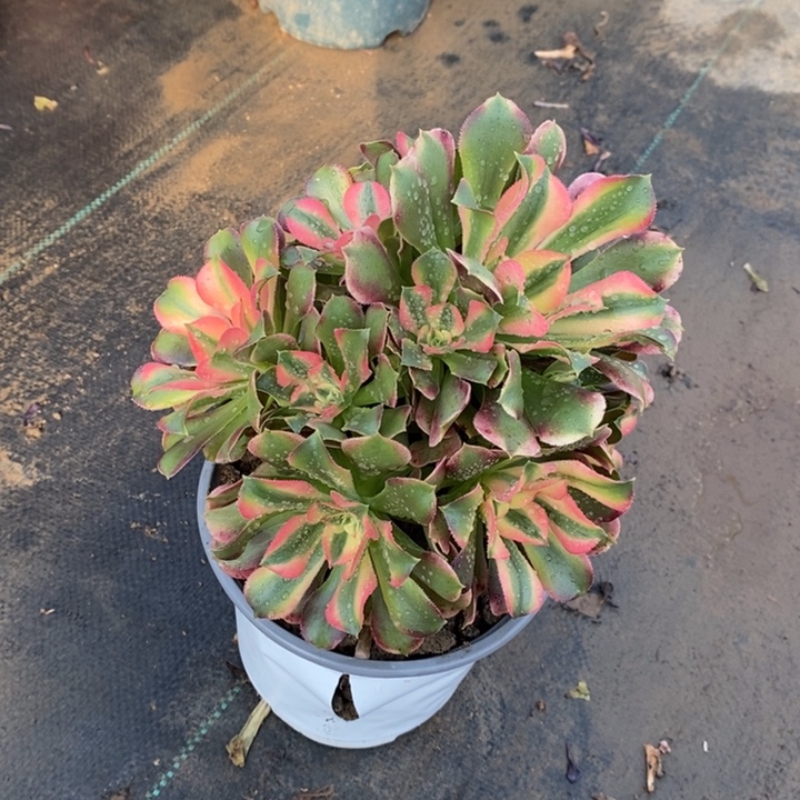 香妃8多肉植物法师不包邮