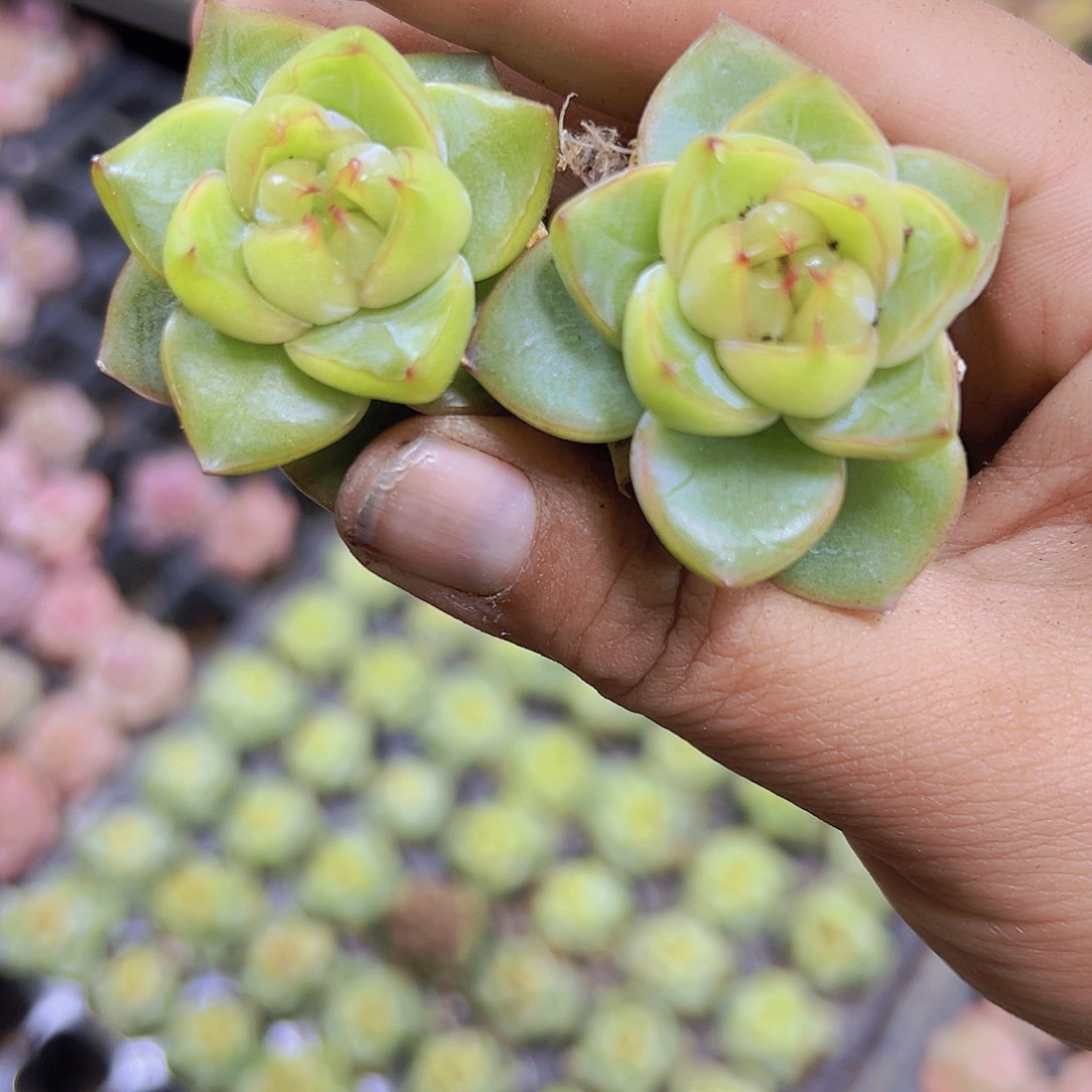 翡翠珍妮2个19包邮