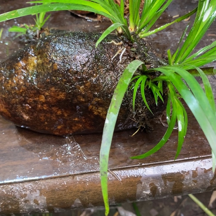 三***金无花朵石菖蒲在哪都要