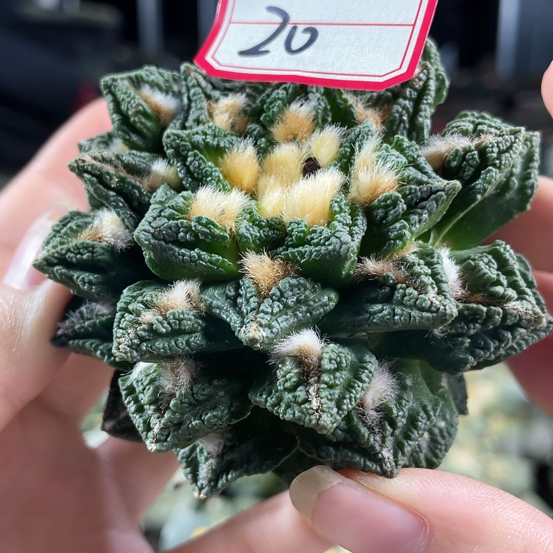 20号8cm自根大尤螺旋辛顿黑牡丹