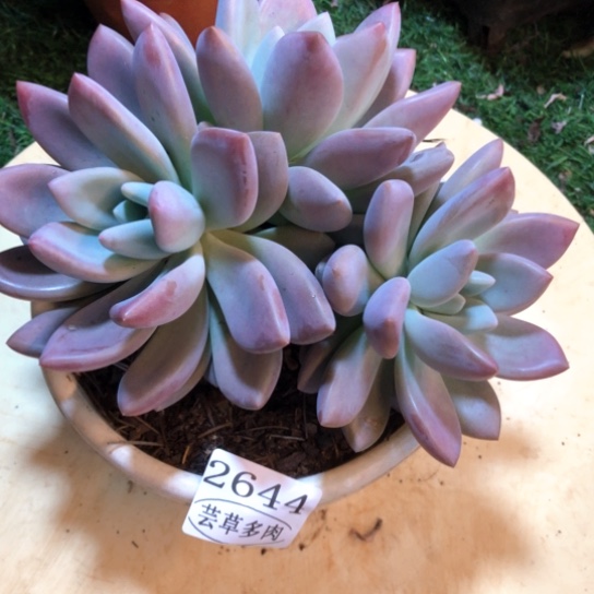 奥普，2644，一物一拍