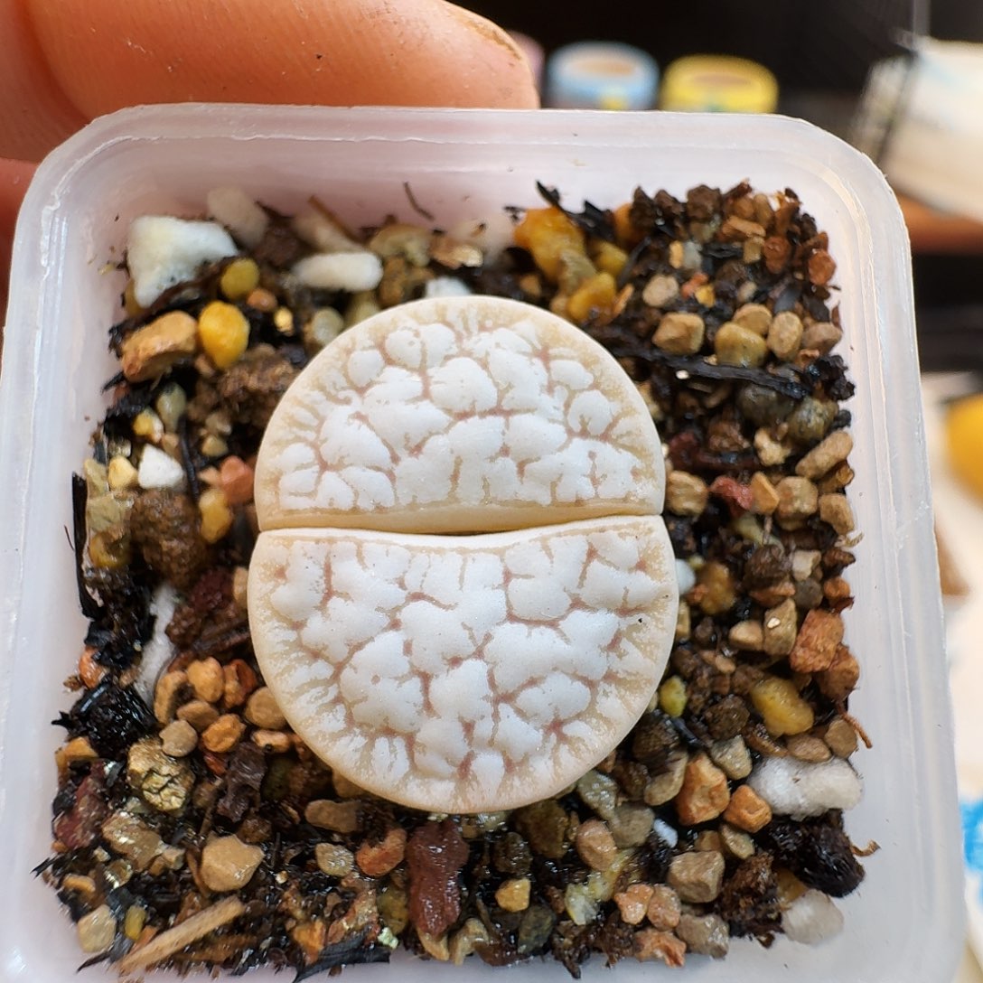 多肉植物福利肉锥761