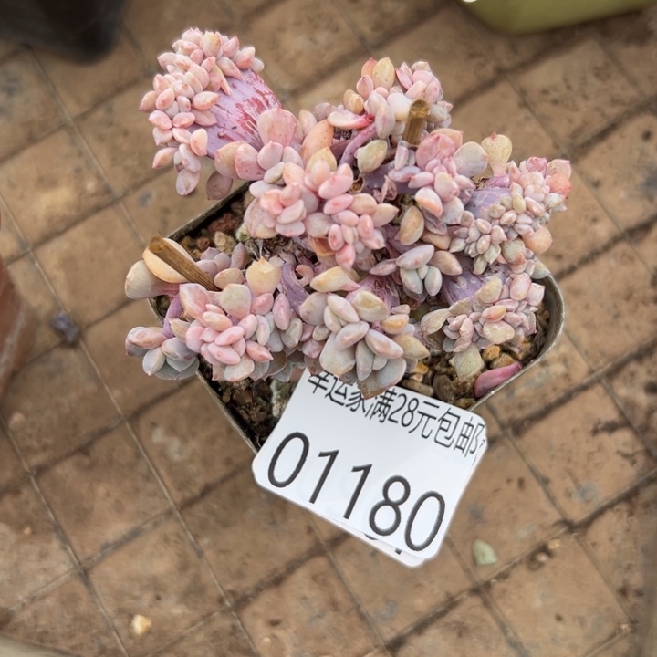 幸运的是我还在努力幸运