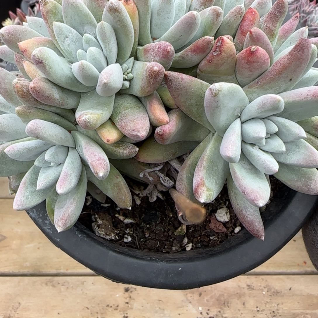 思***鹅20250203z多肉天鹅