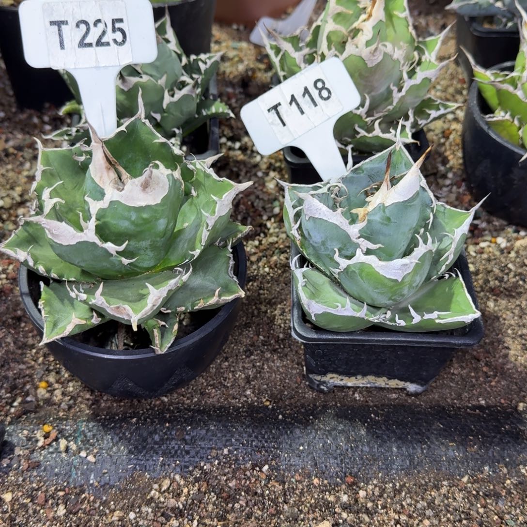 小***鸡福利白火焰和立可白脱土发