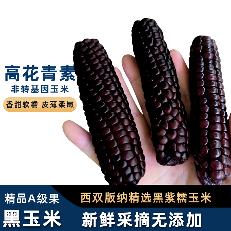 西双版纳拇指A果软糯清甜真空锁鲜新鲜采摘非转基因黑拇指玉米