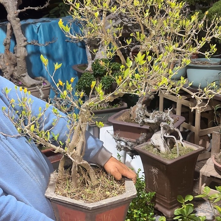温***狼无花朵哈哈哈哈哈