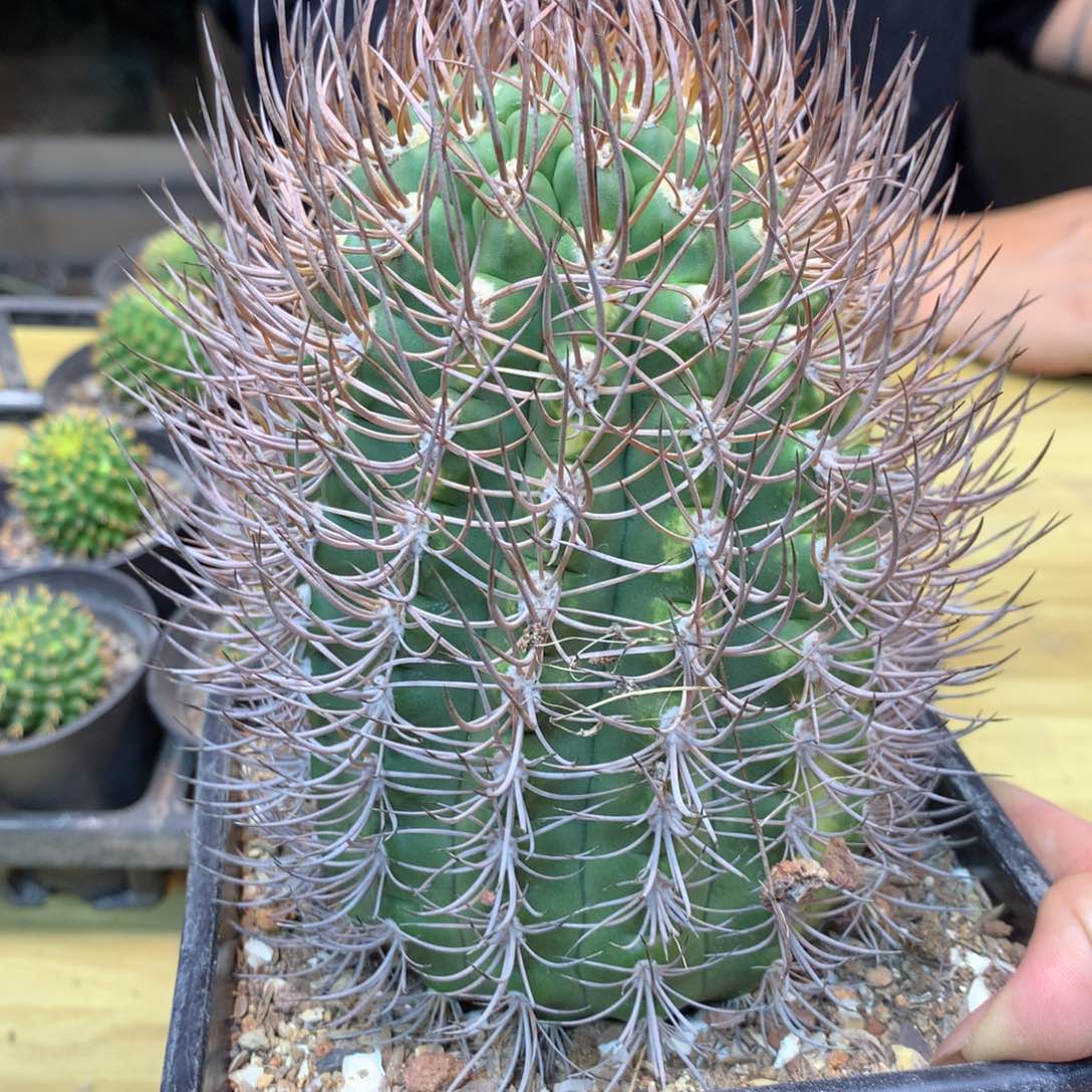      11号 自根 逆豹 整体13.5公分