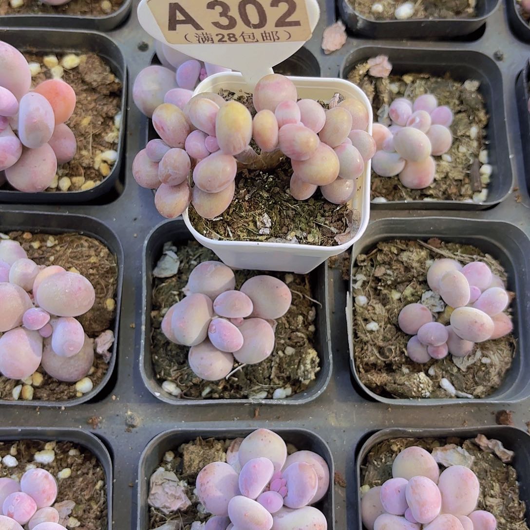 A302桃蛋一物一拍