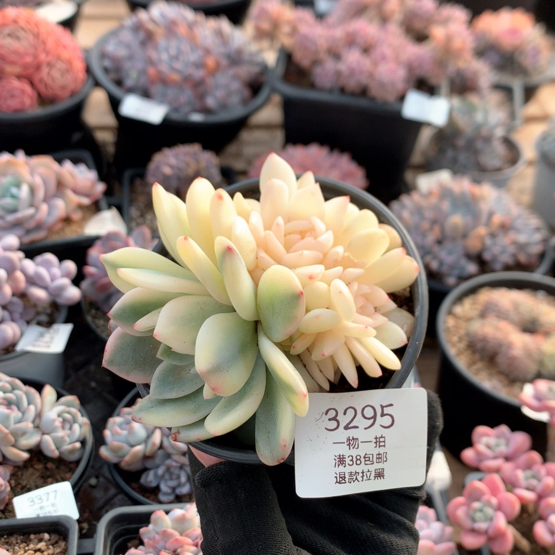 10厘米七头有砍梦露锦3295