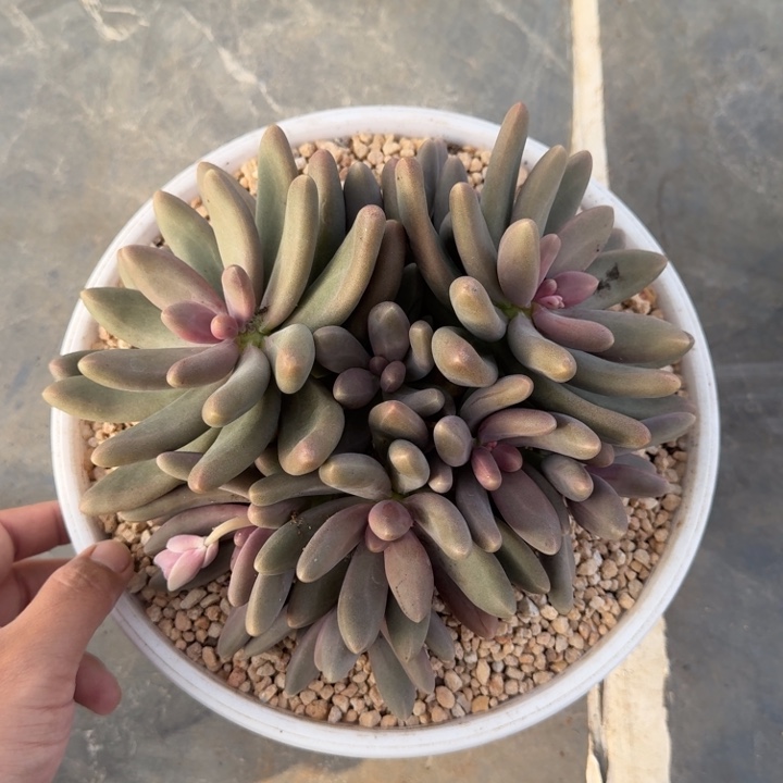 糖果美人 群生 一物一拍