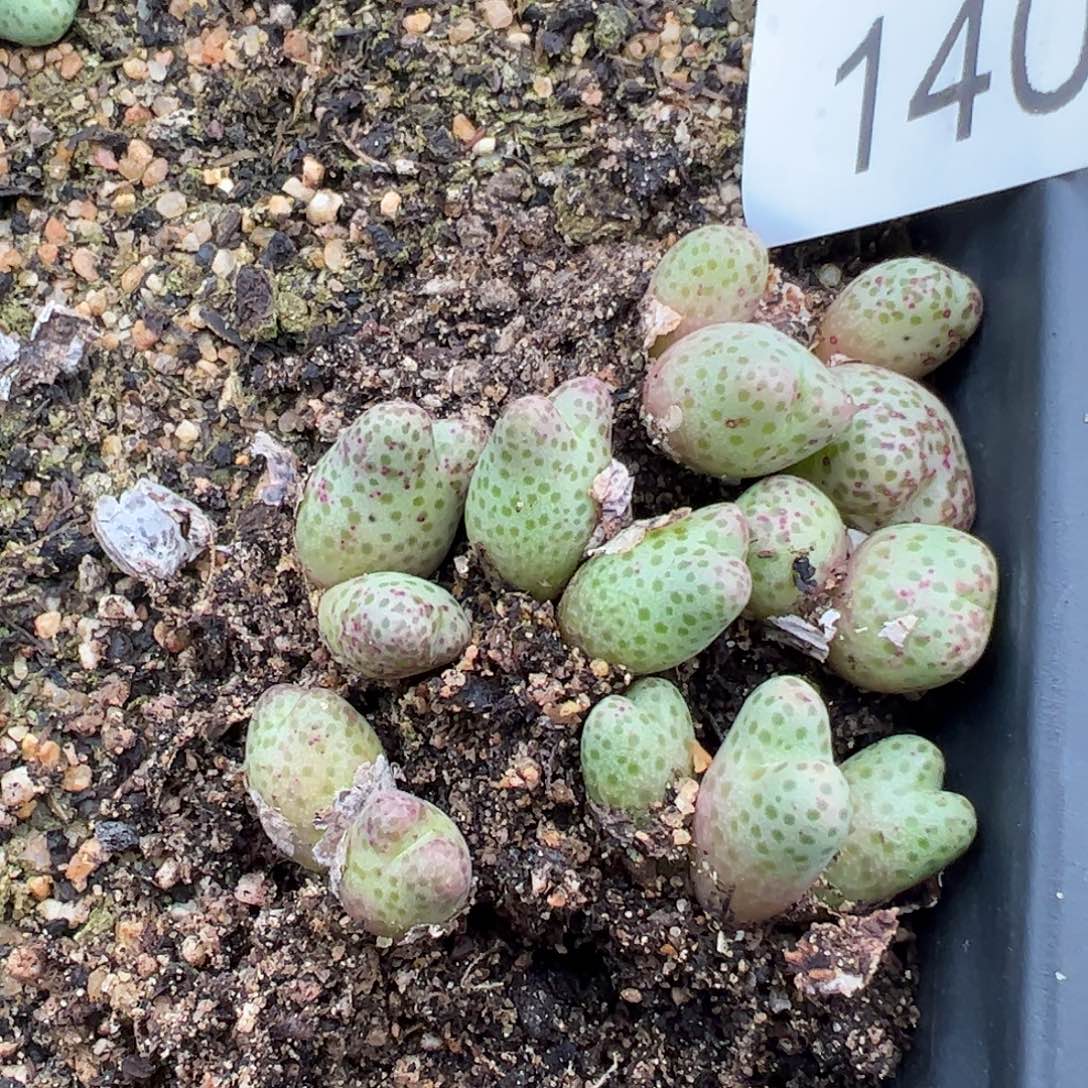 量拍以下1颗MG1425.962红头斑马。140