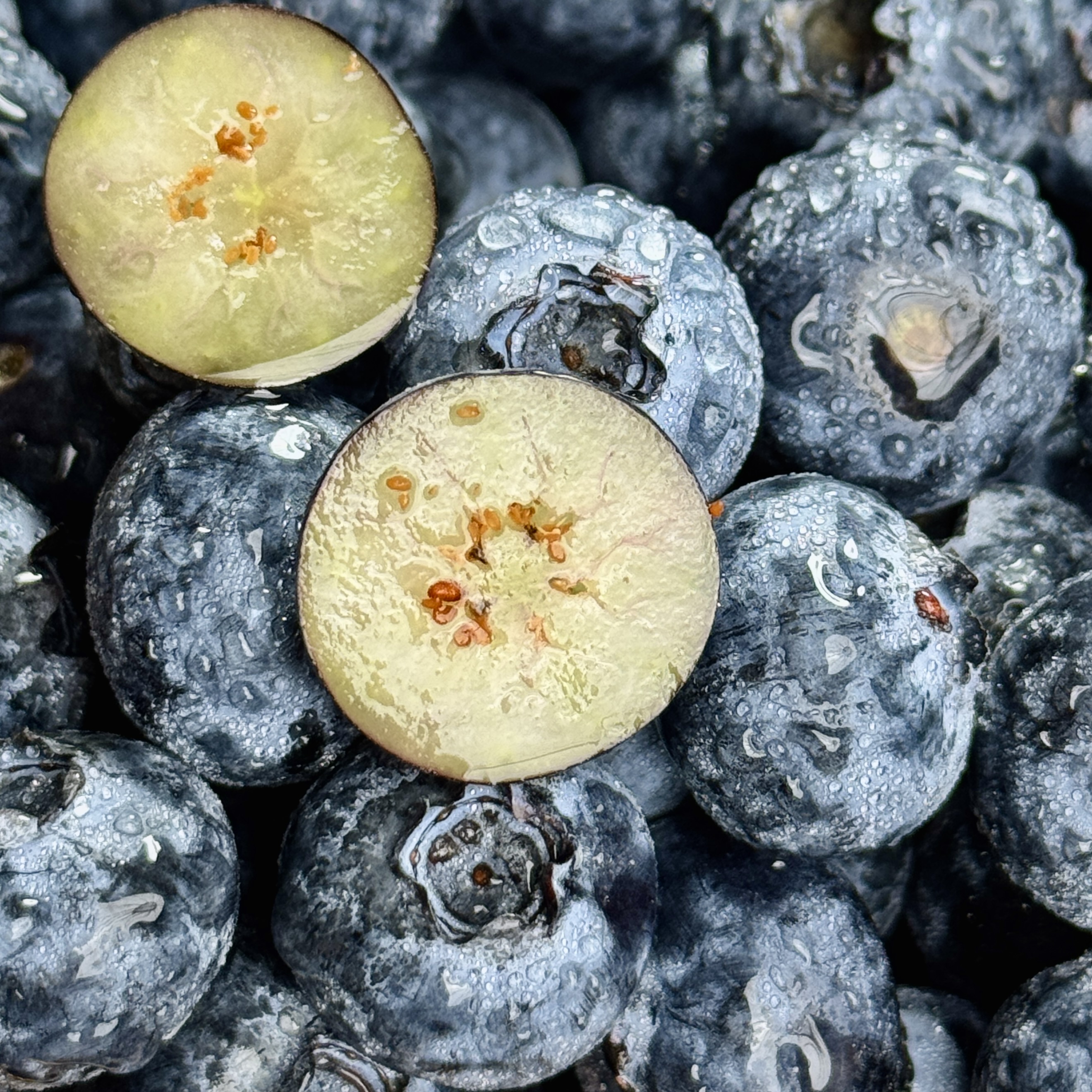 D 当季限量 宝宝杯蓝莓BIueberry大果18+mm花香浓 京东快递