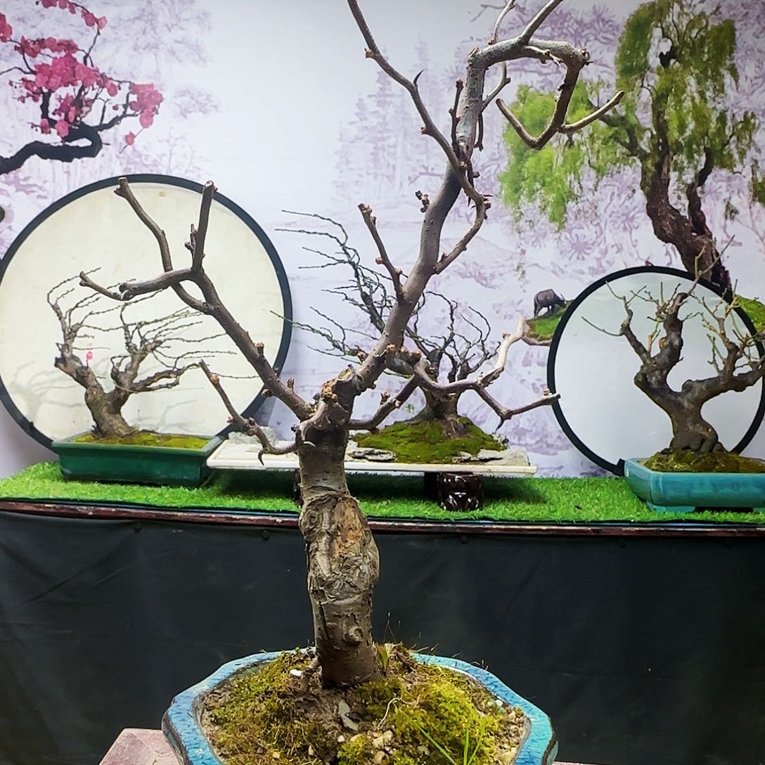 小***哈无花朵地对地飞弹