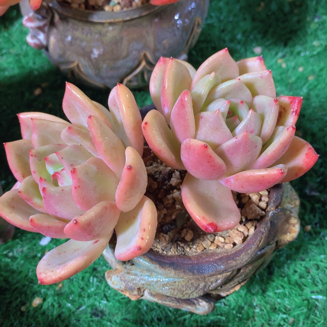 香槟12 公分一物一拍