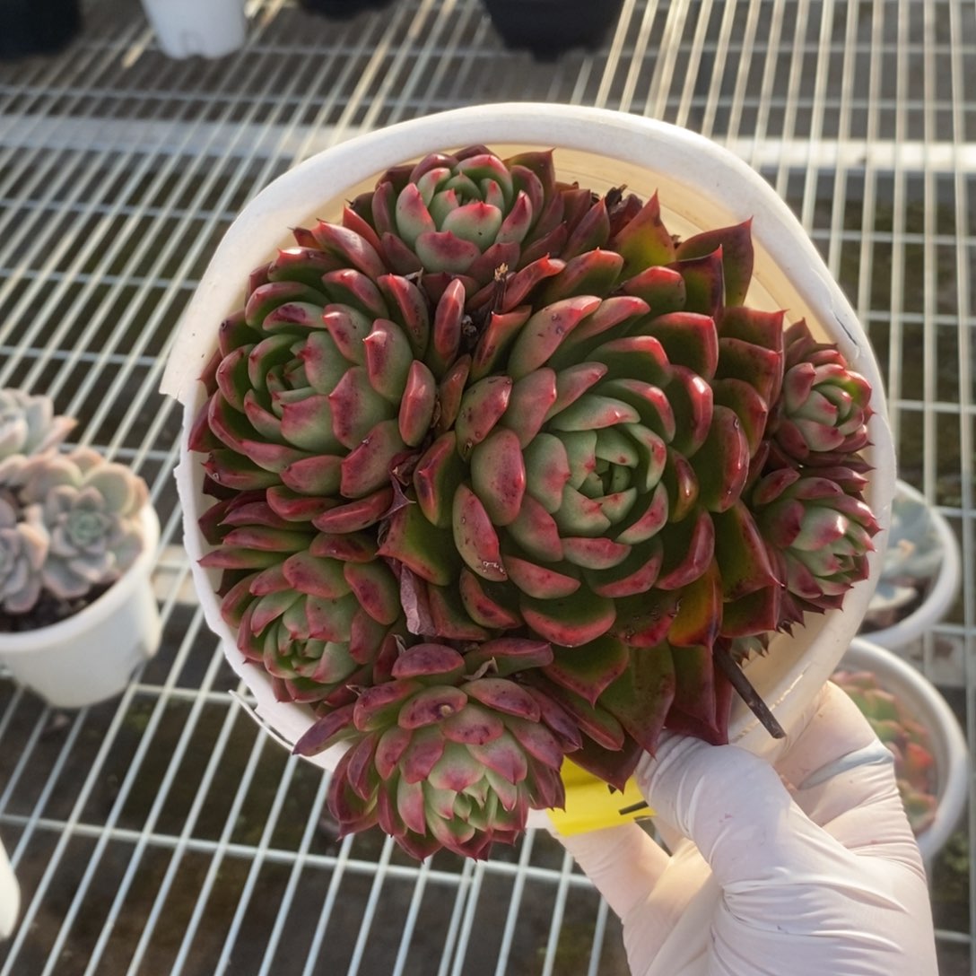 142不知名一物一拍