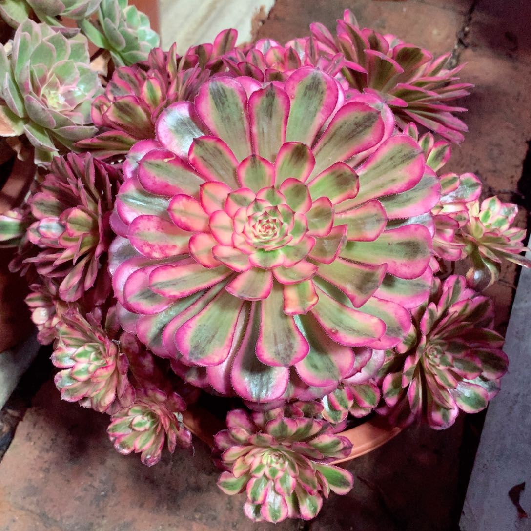 白月光，多肉植物的