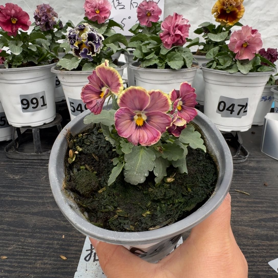 全部花朵649号心跳